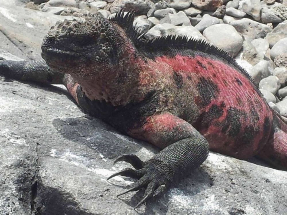 Die Meerechse auf Galapagos. War bereits mehrfach dort und würde immer wieder hinfahren.